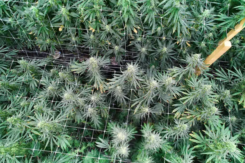 Meadows Trimming MG 9217